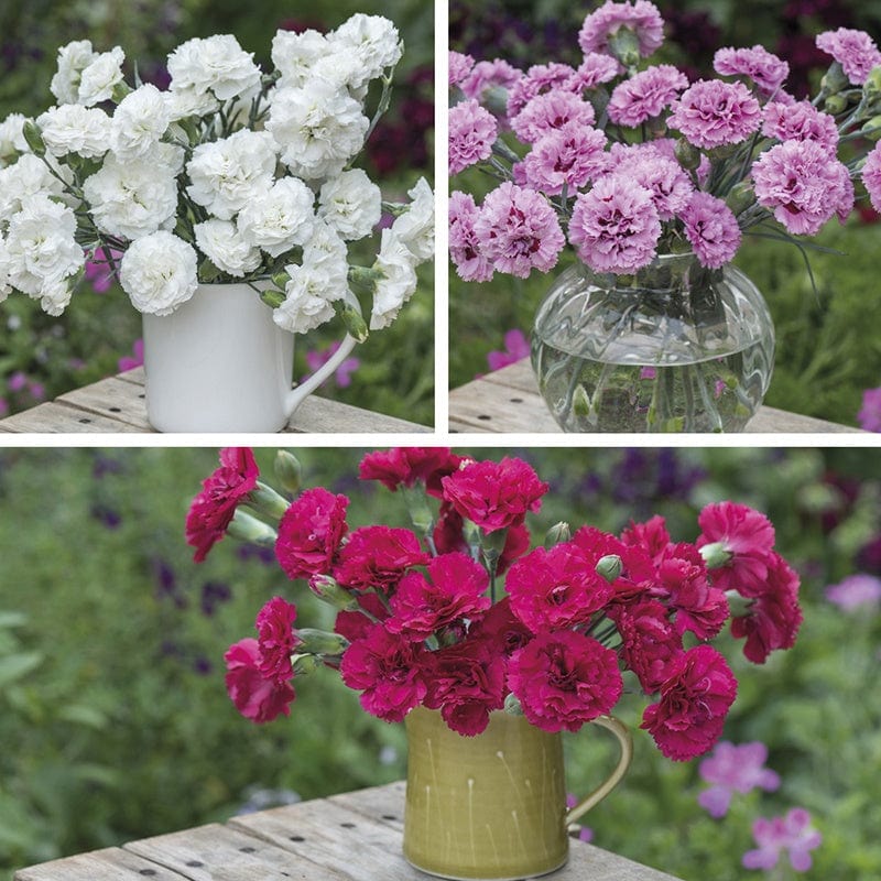 Dianthus Scented Garden Pinks Plant Collection