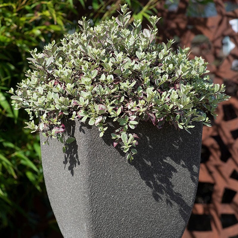 Pittosporum tenuifolium Bannow Bay Shrub Plant