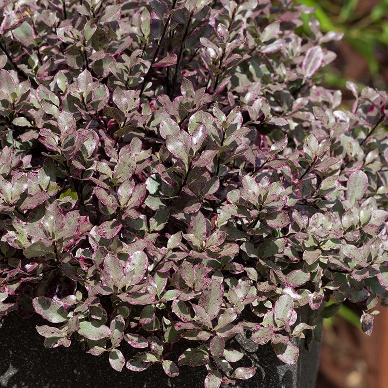 Pittosporum tenuifolium Bannow Bay Shrub Plant