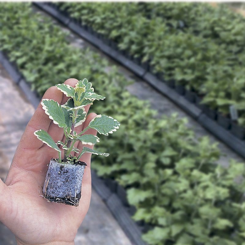 Petunia Surfinia Lime Flower Plants