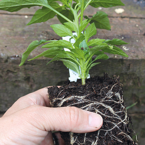 Pepper Pillar Sweet Orange Grafted Vegetable Plants