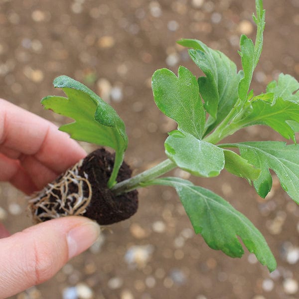 Chrysanthemum Outdoor Bloom Plant Collection