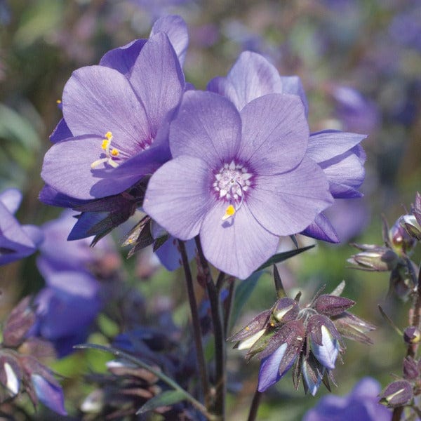 Polemonium Bressingham Purple Plants