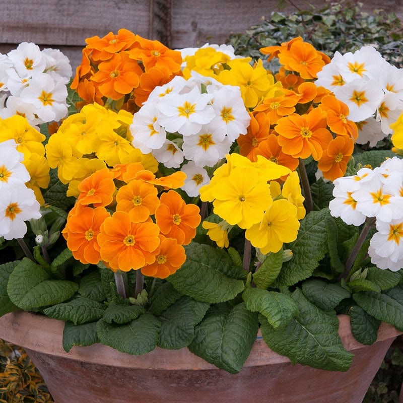 Polyanthus Crescendo Spring Fever Mixed F1 Plants