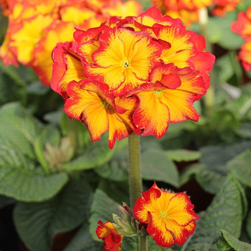 2x 30 garden ready plants Polyanthus Showstopper Fire Dragon F1 Plants