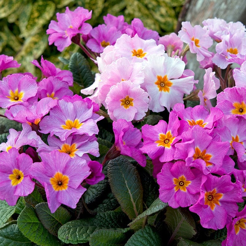 Primula Stella Pink Champagne Flower Plants