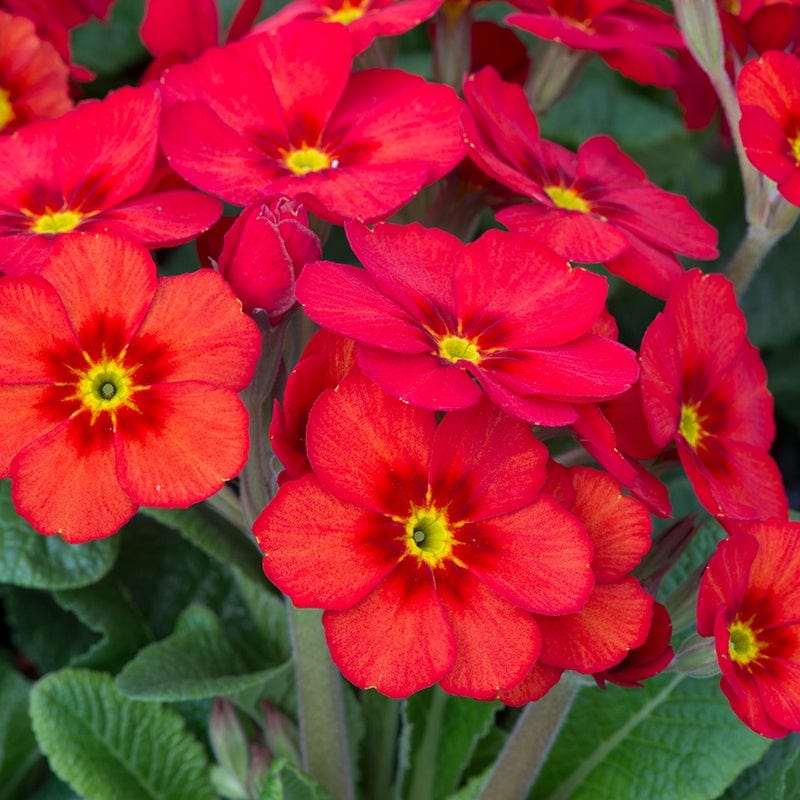 Primula Stella Scarlet Pimpernel Flower Plants