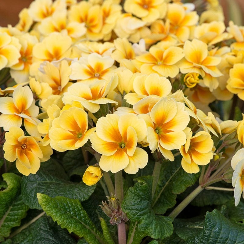 Primula Stella Sunshine Flower Plants