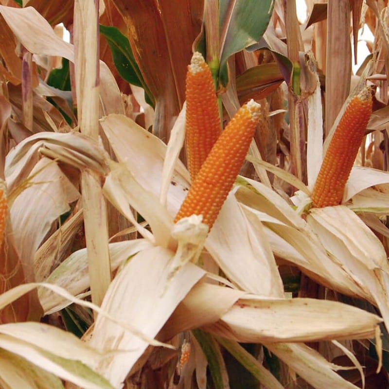 Sweet Corn (Popcorn) Robust Plants