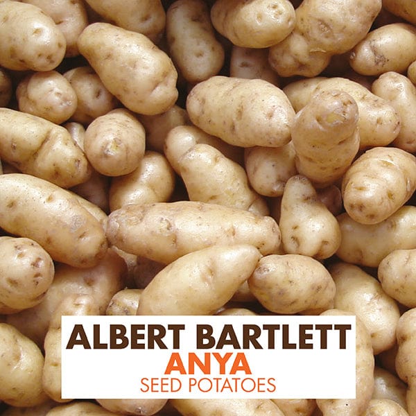 Potato Anya (Second Early Seed Potato)