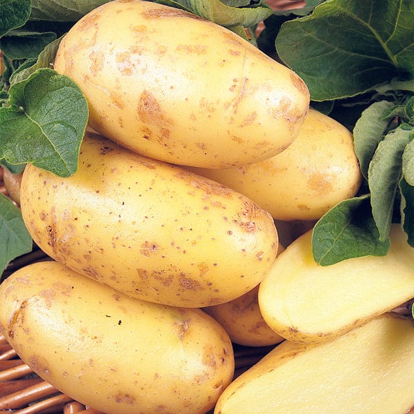 Potato Charlotte (Second Early Seed Potato) AGM