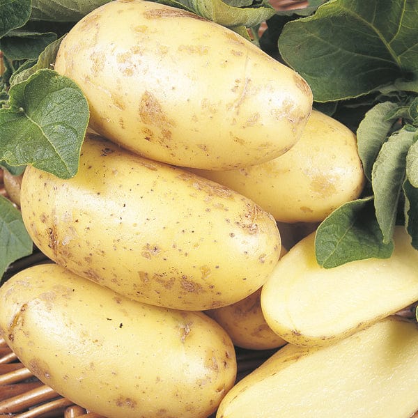 Second Cropping Potato Collection