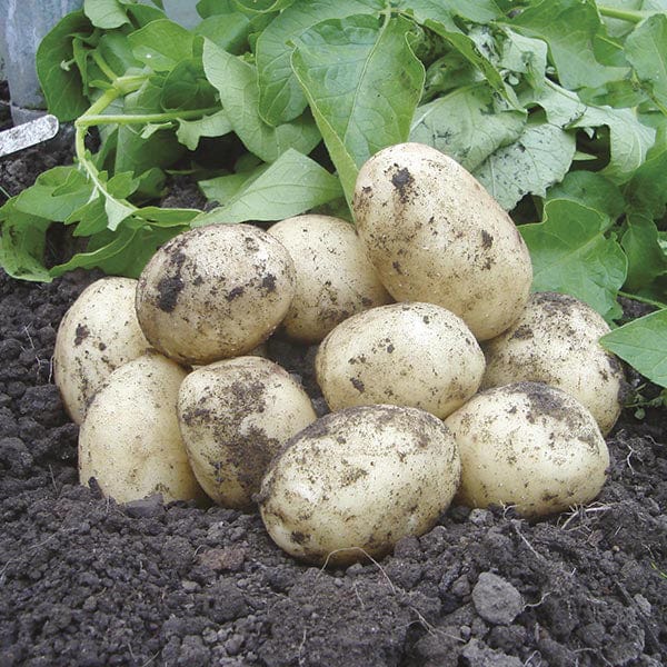 1kg (approx 8-14 tubers) Potato Swift (Extra Early Seed Potato)