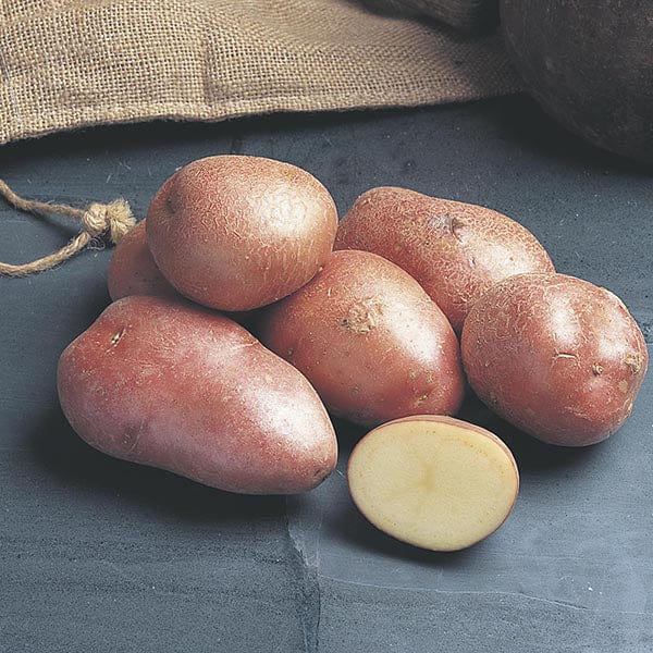 1kg (approx 8-14 tubers) Potato Desiree (Maincrop Seed Potato)