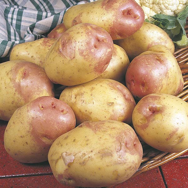 1kg (approx 8-14 tubers) Potato King Edward VII (Maincrop Seed Potato)