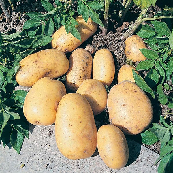 1kg (approx 8-14 tubers) Potato Maris Piper (Maincrop Seed Potato)