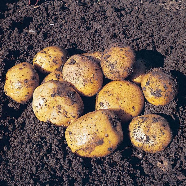 Potato Maris Peer