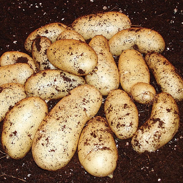 (Maincrop　Seed　Seeds　and　Potato)　From　Potato　Fothergills　Mr　Belle　Fontenay　de　Plants