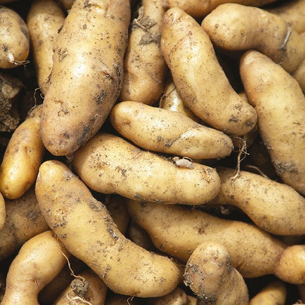 Potato Ratte AGM (Maincrop Seed Potato)