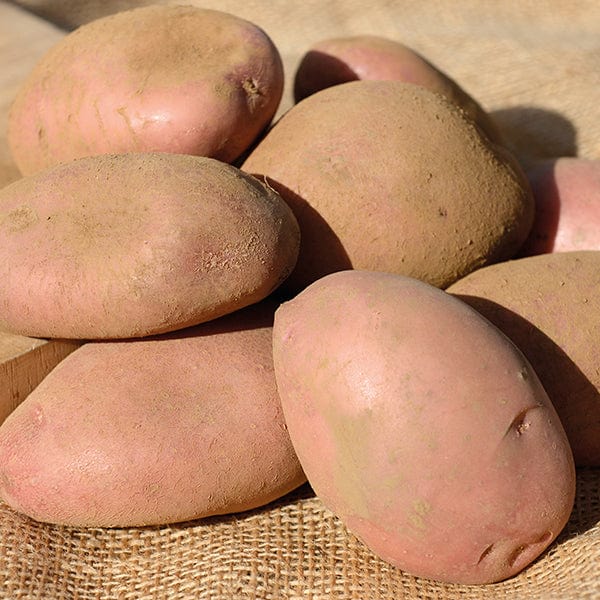Potato Sarpo Axona (Late Maincrop Seed Potato)