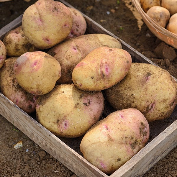 1kg (approx 8-14 tubers) Potato Cara (Late Maincrop Seed Potato)