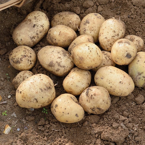 1kg (approx 8-14 tubers) Potato Casablanca (Extra Early Seed Potato)