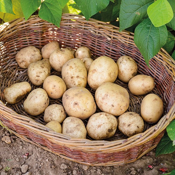 Potato Foremost (First Early Seed Potato) AGM