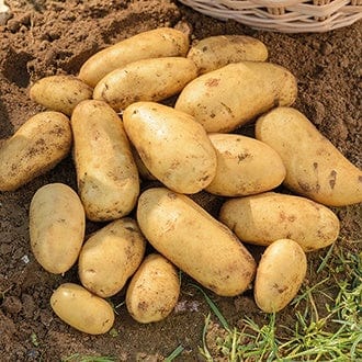 6 Tubers Potato Jazzy (Second Early Seed Potato)