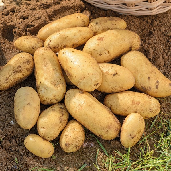 1kg (approx 8-14 tubers) Potato Jazzy (Second Early Seed Potato)