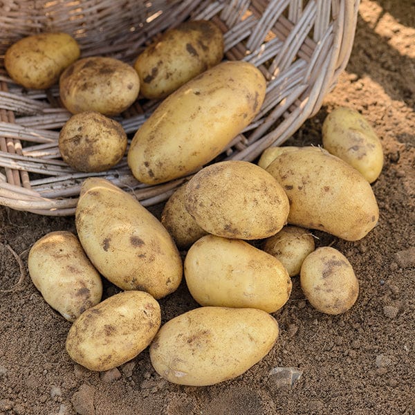 Nicola (Second Early Seed Potatoes)