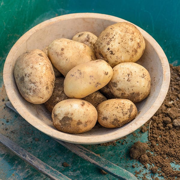 1kg (approx 8-14 tubers) Potato Pentland Javelin (First Early Seed Potato)