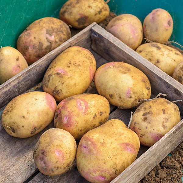 1kg (approx 8-14 tubers) Potato Picasso AGM (Maincrop Seed Potato)