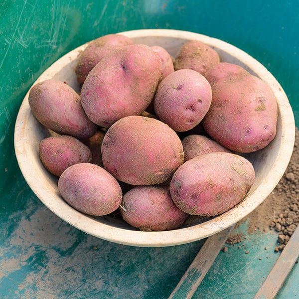 Potato Red Duke of York AGM (First Early Seed Potato)