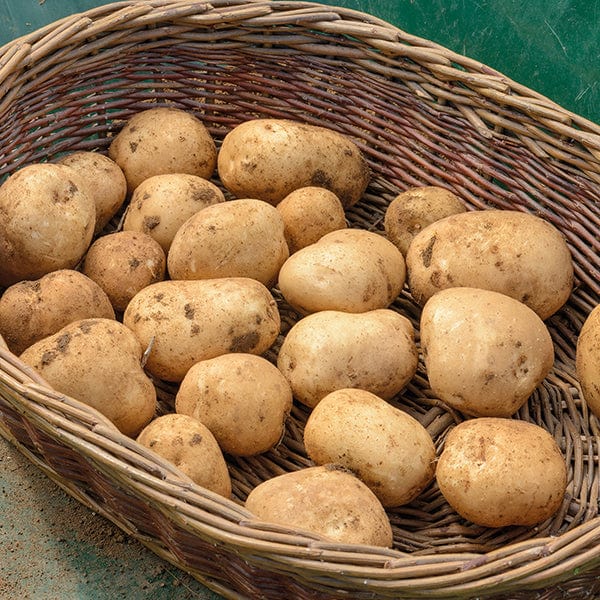 Potato Rocket (Extra Early Seed Potato)