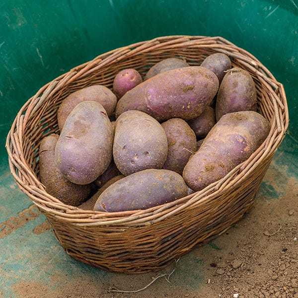 Potato Sarpo Blue Danube (Early Maincrop Seed Potato)