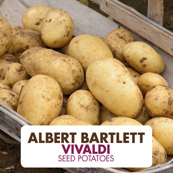 Potato Vivaldi AGM (Second Early Seed Potato)