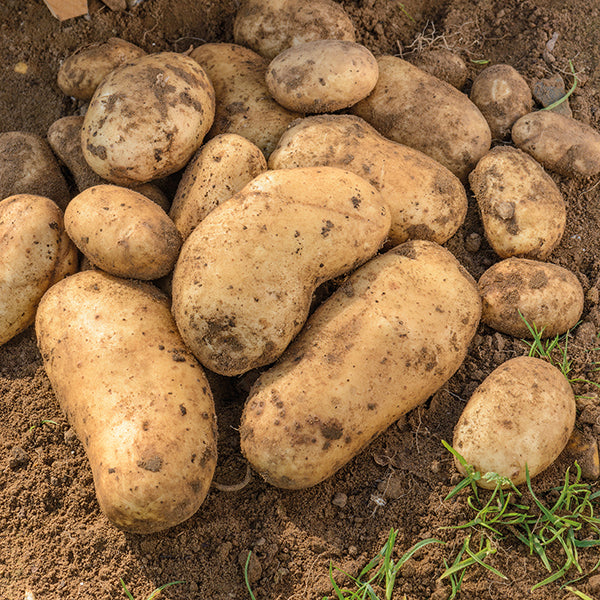 Potato International Kidney (Second Early Seed Potato)