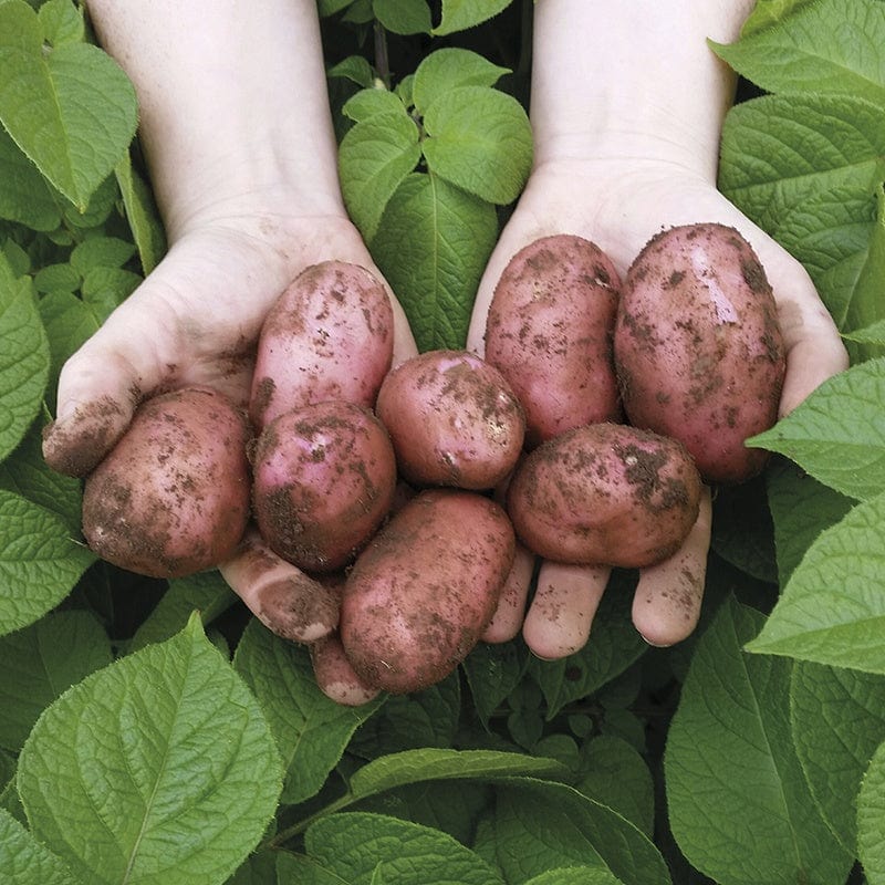 Potato Sarpo Una (Second Early Seed Potato)