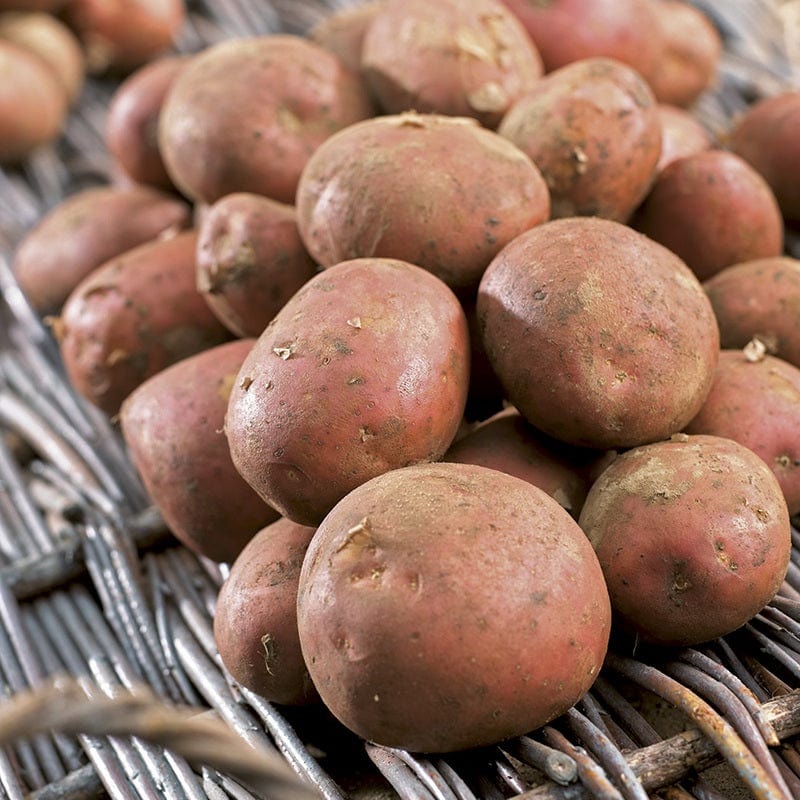 Potato Setanta (Maincrop Seed Potato)