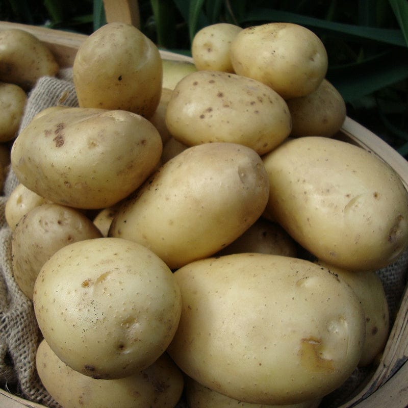 Potato Estima (Second Early Seed Potato)