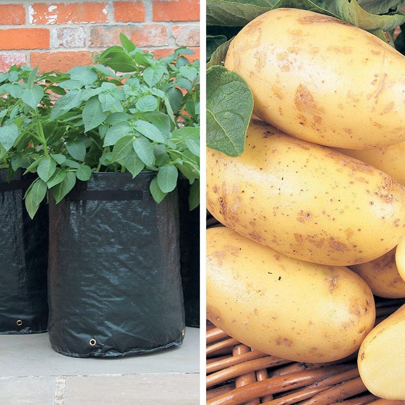 Second Cropping Charlotte Potato Kit