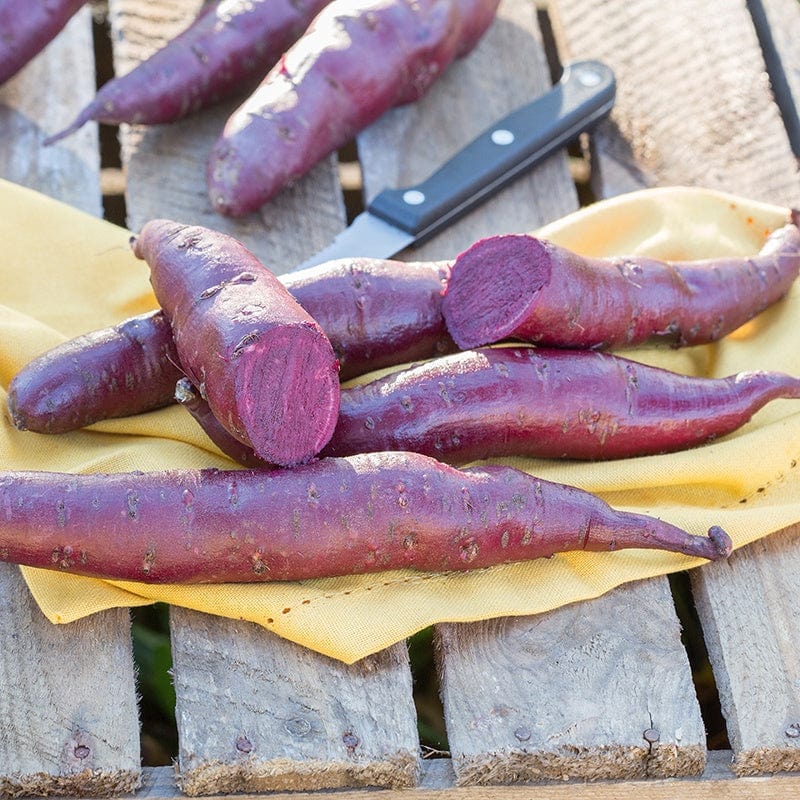 5 Plants Sweet Potato Erato Violet Plants