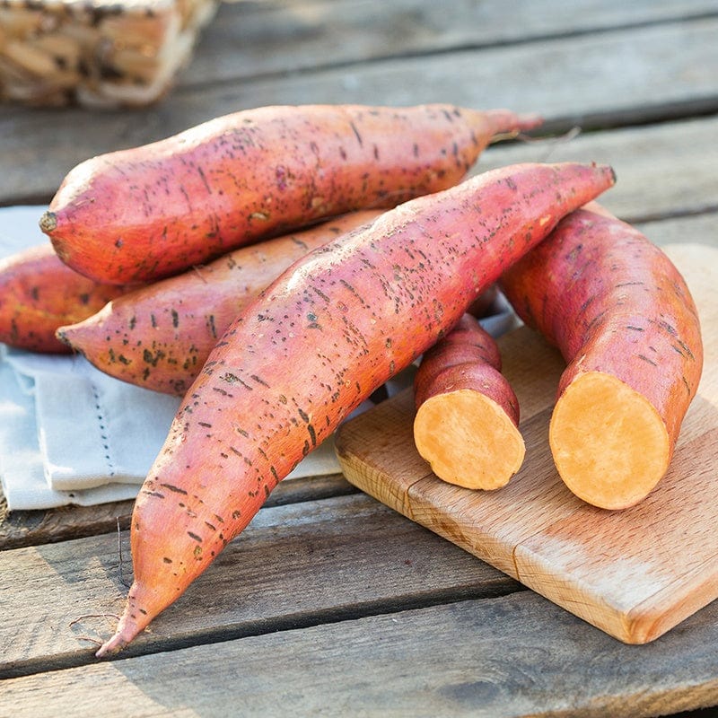 Sweet Potato Erato Orange Plants