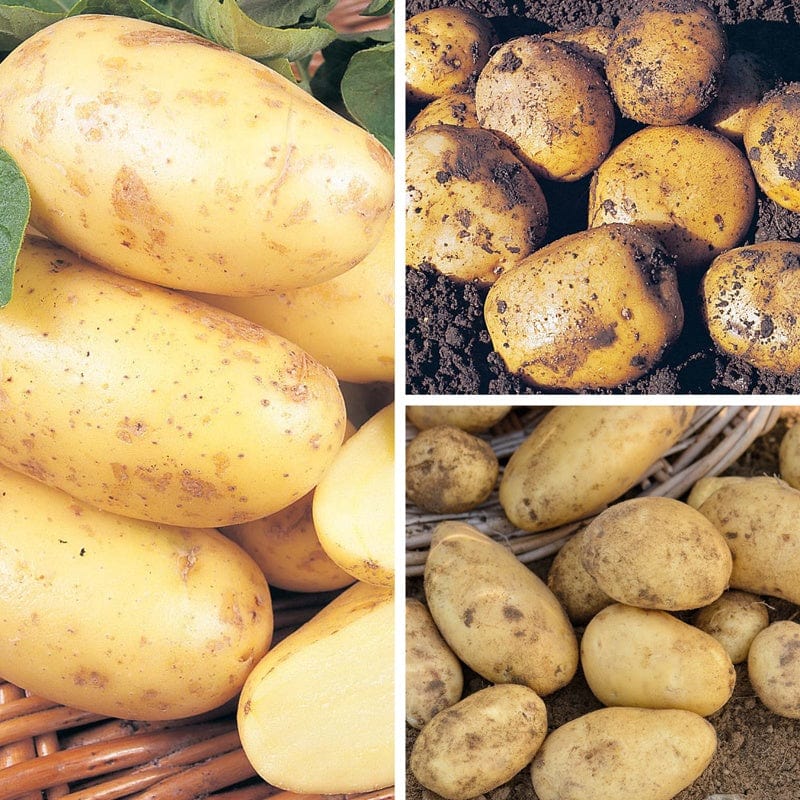 Second Cropping Potato Collection