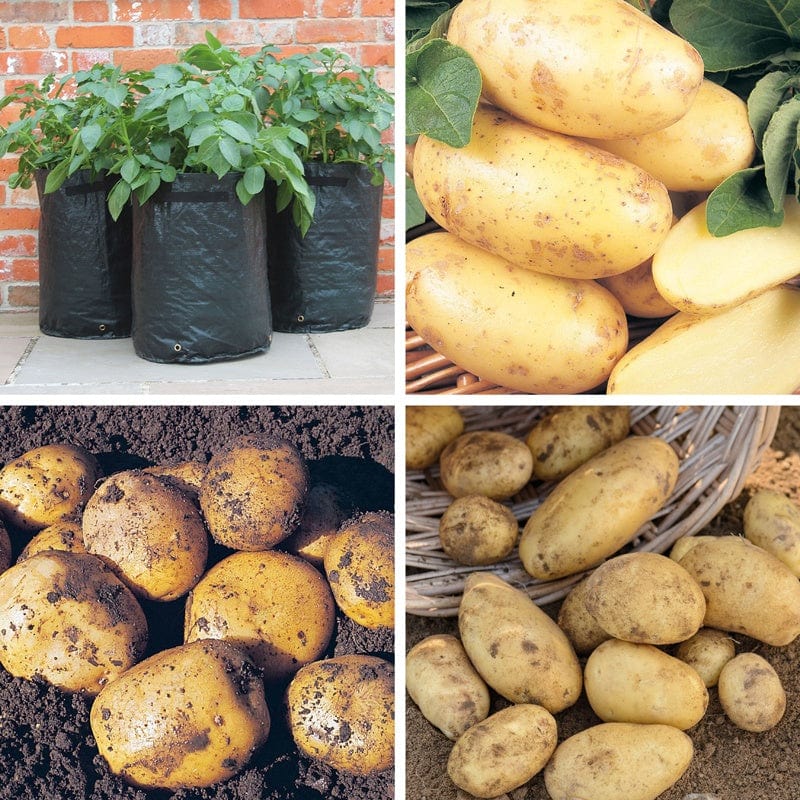 Super Second Cropping Potato Collection Kit