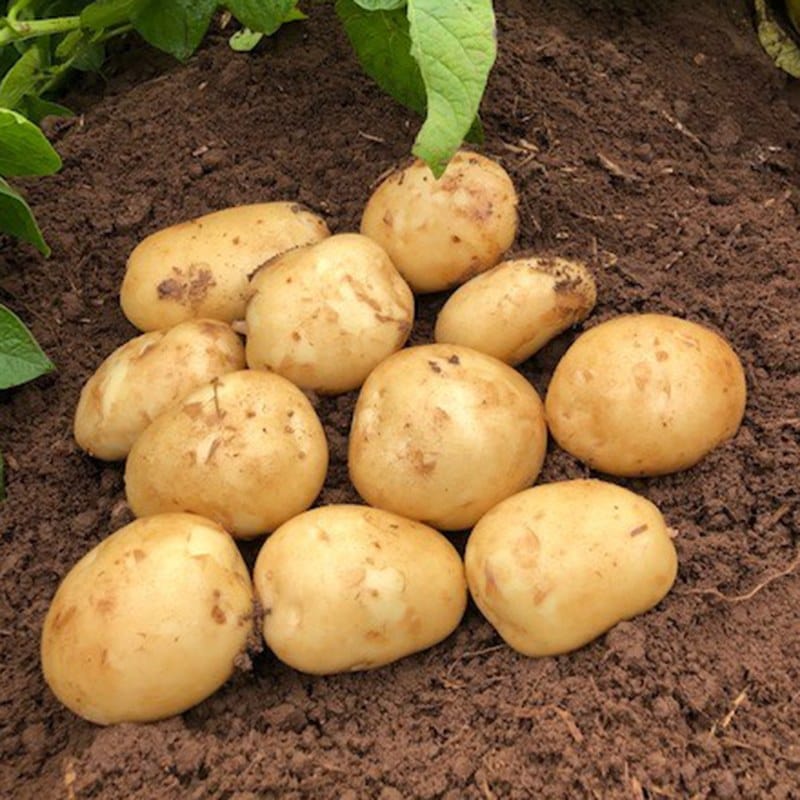 1kg (approx 8-14 tubers) Potato Acoustic (Second Early Seed Potato)