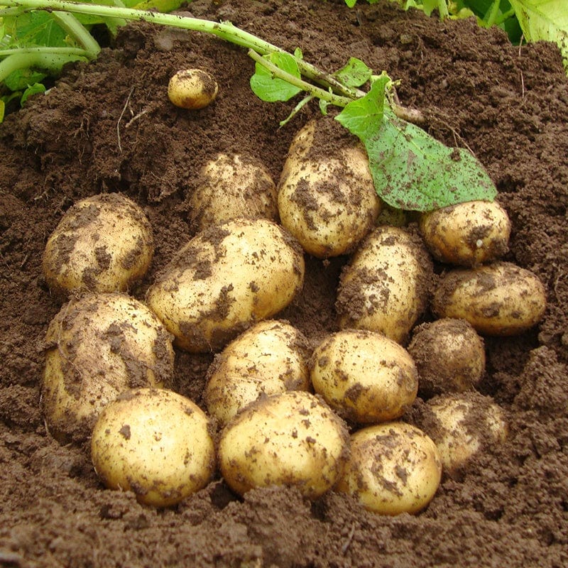 Potato Premiere