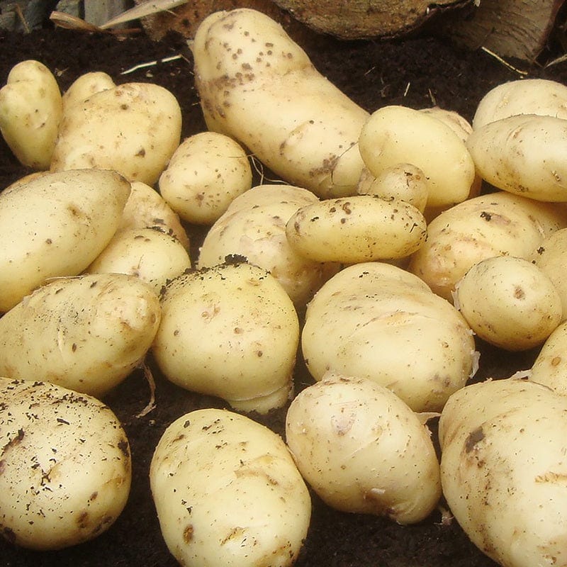 1.5kg Pack (approx. 15-20 tubers) Potato Sharpes' Express (First Early Seed Potato)