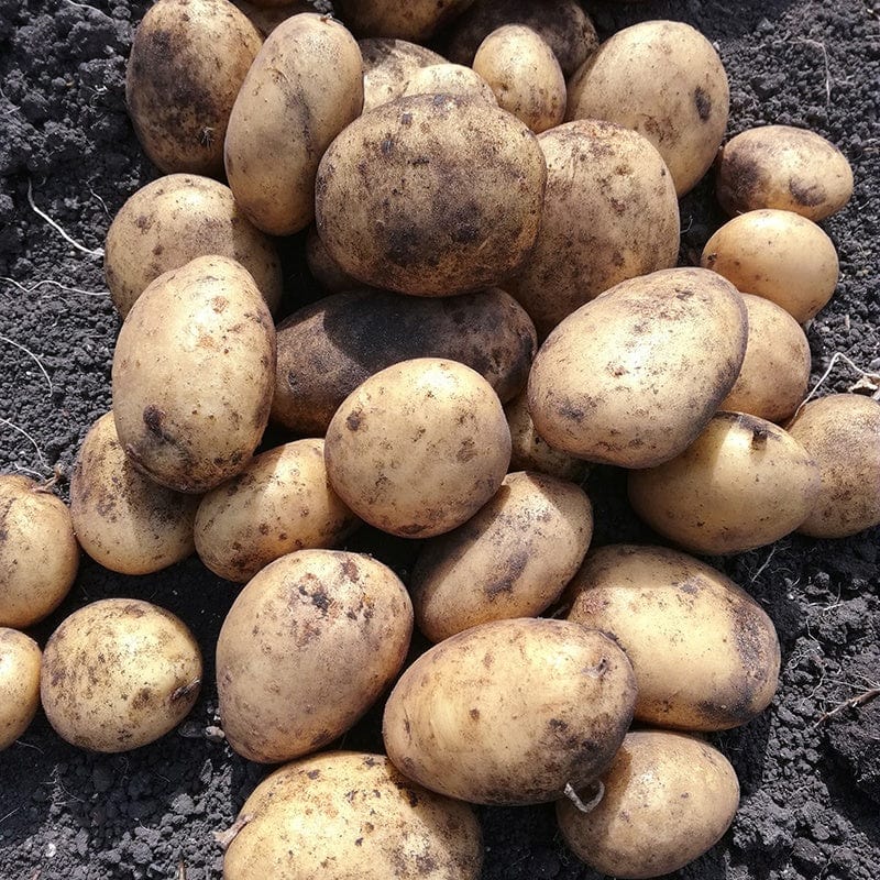 Potato Marvel (Maincrop Seed Potato)