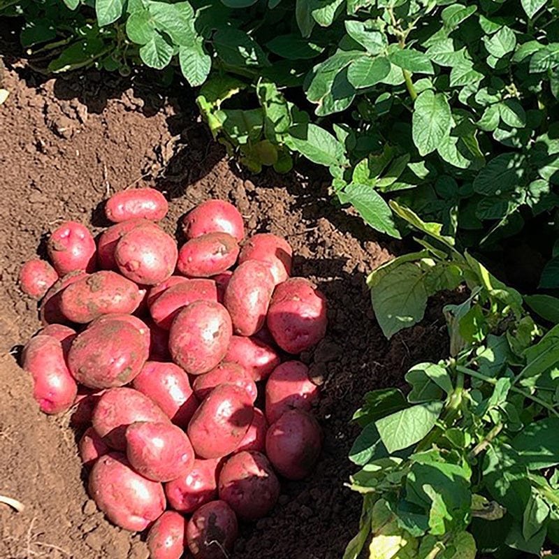 Potato Caledonian Rose (Maincrop Seed Potato)